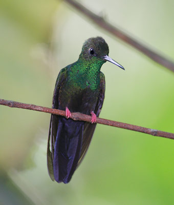 Bronze-tailed Plumeleteer (Chalybura urochrysia) photo