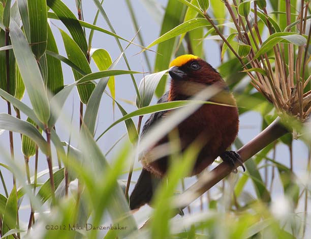 Plushcap (Catamblyrhynchus diadema) photo