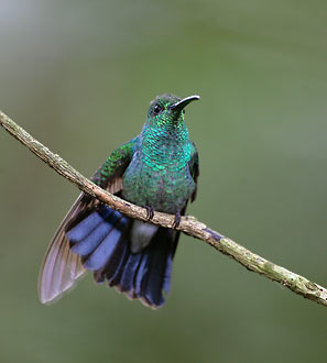 White-vented Plumeleteer (Chalybura buffonii) photo