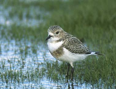 Two-banded Plover (Charadrius falklandicus) photo