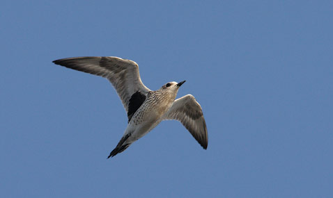Black-bellied Plover (Pluvialis squatarola) photo image