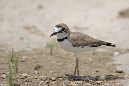 Collared Plover (Charadrius collaris) photo image