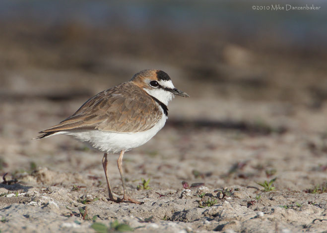 Collared Plover (Charadrius collaris) photo image
