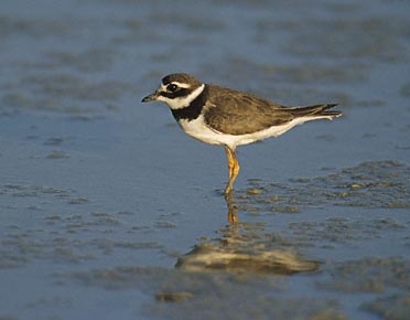 Common Ringed Plover (Charadrius hiaticula) photo image