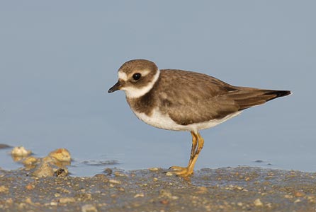 Common Ringed Plover (Charadrius hiaticula) photo image