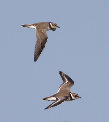 Common Ringed Plover (Charadrius hiaticula) photo image