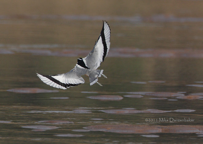 Egyptian Plover (Pluvianus aegyptius) photo image