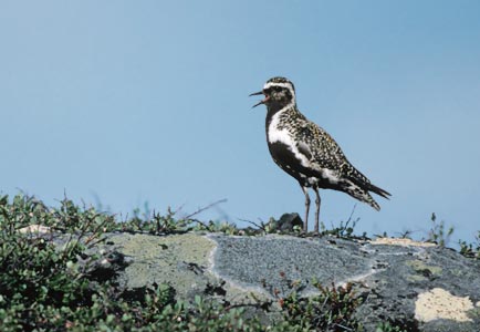 European Golden Plover (Pluvialis apricaria) photo image