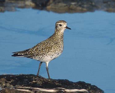 European Golden Plover (Pluvialis apricaria) photo image