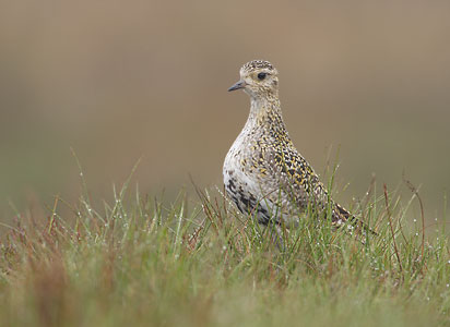 European Golden Plover (Pluvialis apricaria) photo image