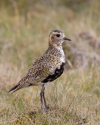 European Golden Plover (Pluvialis apricaria) photo image