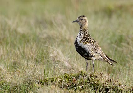 European Golden Plover (Pluvialis apricaria) photo image
