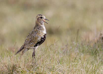 European Golden Plover (Pluvialis apricaria) photo image