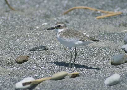 Greater Sand Plover (Charadrius leschenaultii) photo image