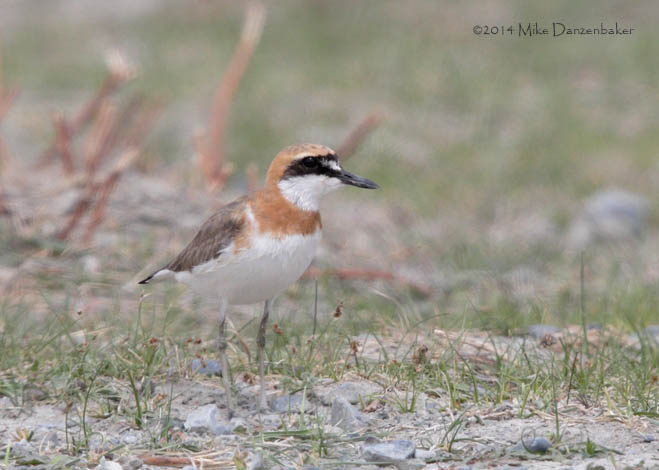 Greater Sand Plover (Charadrius leschenaultii) photo image
