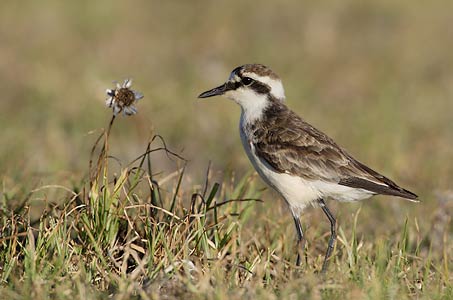 St. Helena Plover (Charadrius sanctaehelenae) photo image