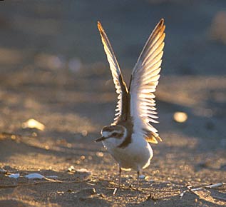 Kentish Plover (Charadrius alexandrinus) photo