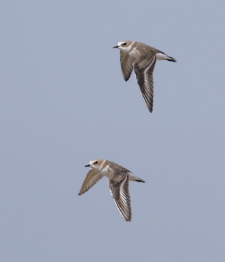 Kentish Plover (Charadrius alexandrinus) photo image