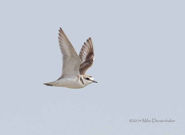 Kentish Plover (Charadrius alexandrinus) photo image