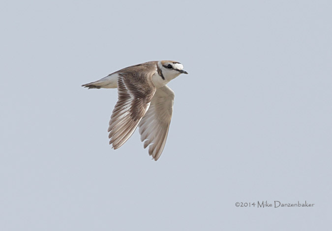Kentish Plover (Charadrius alexandrinus) photo image
