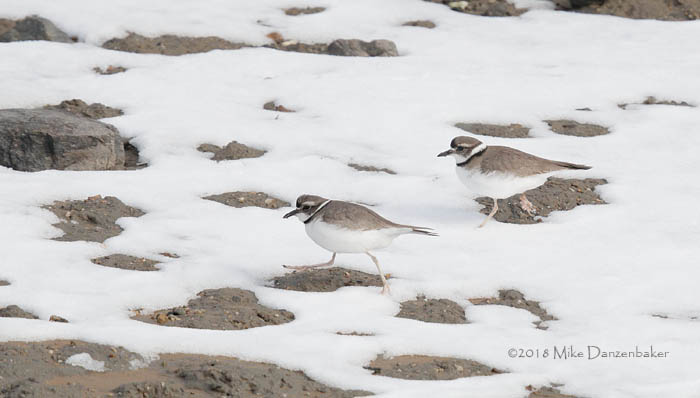 Long-billed Plover (Charadrius placidus) photo
