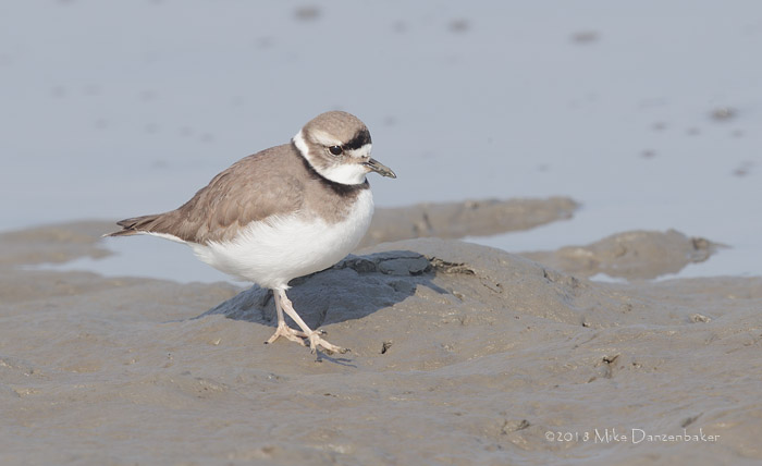 Long-billed Plover (Charadrius placidus) photo