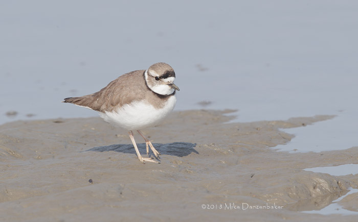 Long-billed Plover (Charadrius placidus) photo