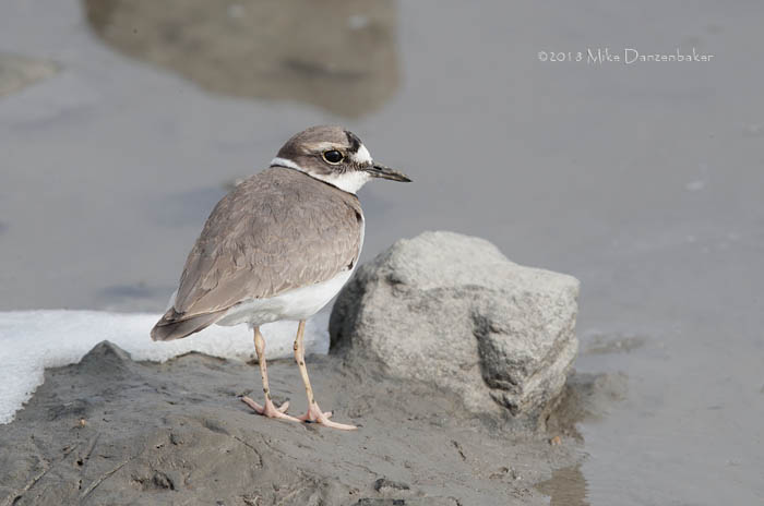 Long-billed Plover (Charadrius placidus) photo