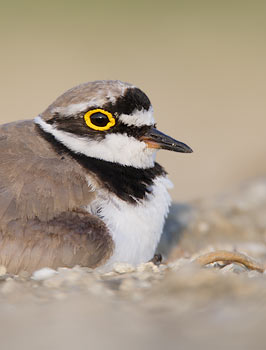 Little Ringed Plover (Charadrius dubius) photo image