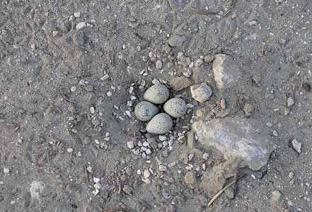 Little Ringed Plover (Charadrius dubius) photo image