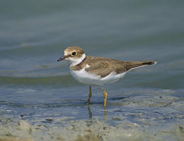 Little Ringed Plover (Charadrius dubius) photo image