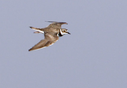 Little Ringed Plover (Charadrius dubius) photo image