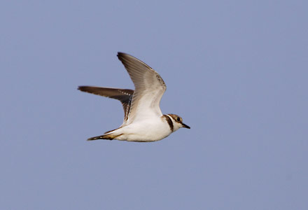 Little Ringed Plover (Charadrius dubius) photo image