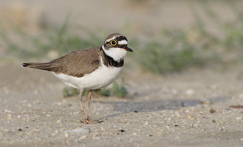 Little Ringed Plover (Charadrius dubius) photo image