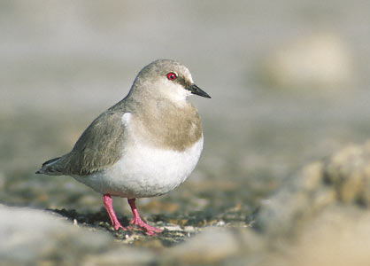 Magellanic Plover (Pluvianellus socialis) photo