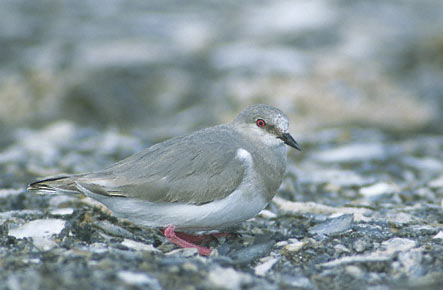 Magellanic Plover (Pluvianellus socialis) photo image