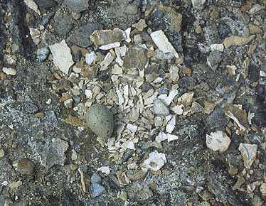 Magellanic Plover (Pluvianellus socialis) photo image