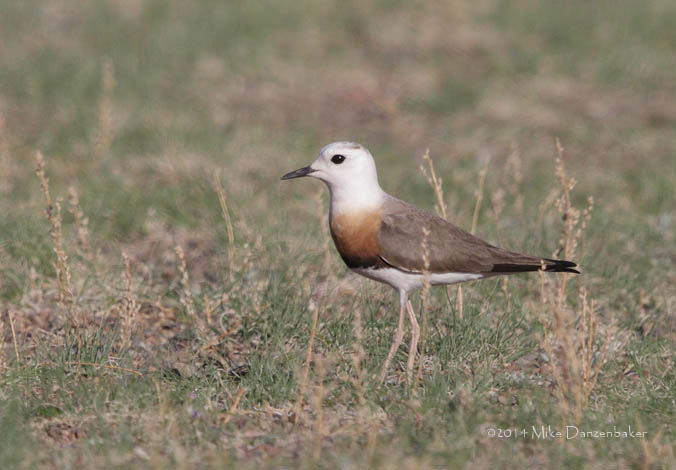 Oriental Plover (Charadrius veredus) photo