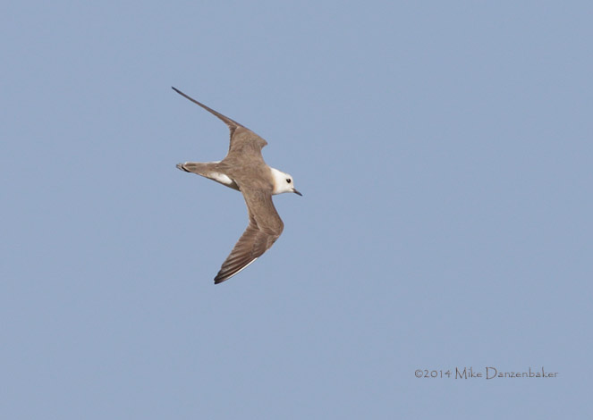 Oriental Plover (Charadrius veredus) photo