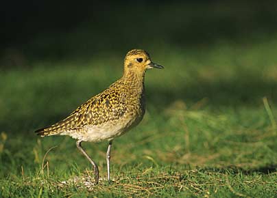 Pacific Golden Plover (Pluvialis fulva) photo image