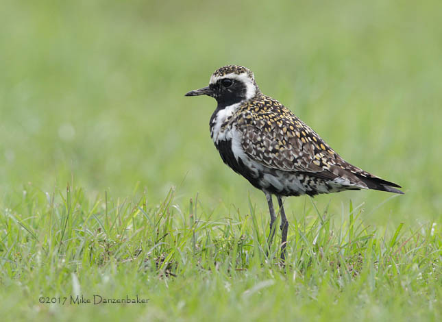 Pacific Golden Plover (Pluvialis fulva) photo image