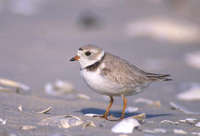 Piping Plover (Charadrius melodus) photo image