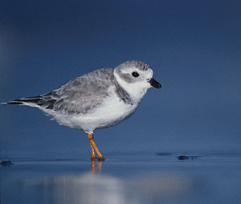 Piping Plover (Charadrius melodus) photo image