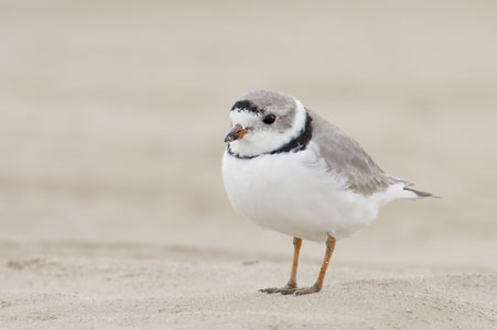Piping Plover (Charadrius melodus) photo image