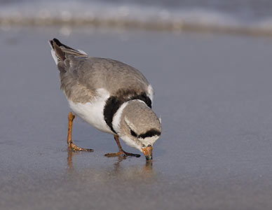 Piping Plover (Charadrius melodus) photo image