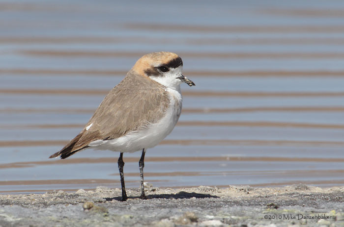 Puna Plover (Charadrius alticola) photo