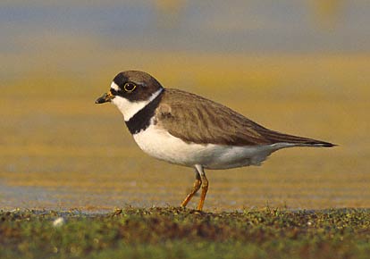 Semipalmated Plover (Charadrius semipalmatus) photo image