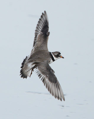 Semipalmated Plover (Charadrius semipalmatus) photo image