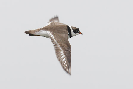 Semipalmated Plover (Charadrius semipalmatus) photo image