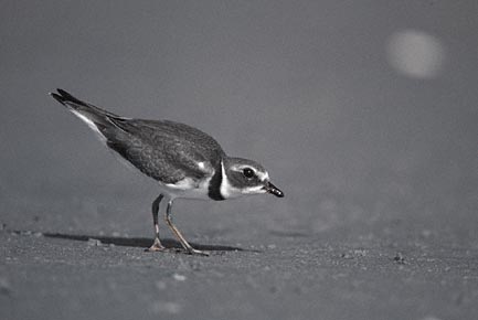 Semipalmated Plover (Charadrius semipalmatus) photo image